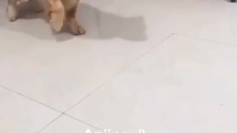 Random Instagram funny video (#24)