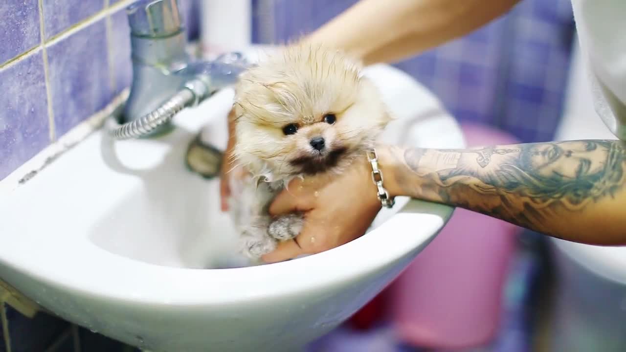 Fantastic Puppy Pomeranian Dog Video