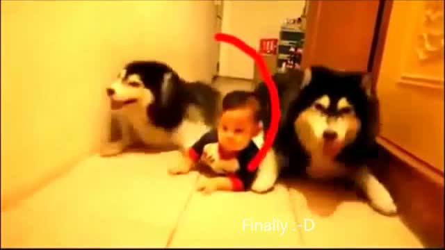 Husky mimics the crawling baby