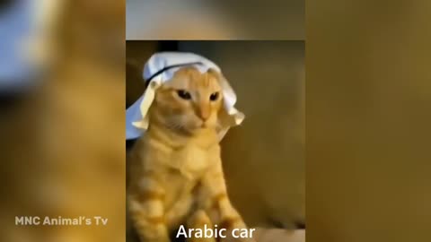 Funniest Animals Videos 🤣 - Best Funny Cats And Dogs Of 2024 🐱🐶