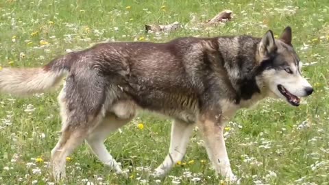 Siberian Husky Dog 🐕