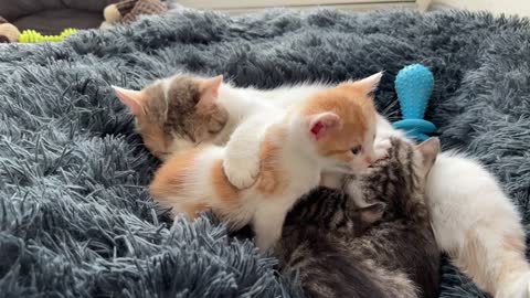 Mom Cat Attacked by Tiny Kitten With love