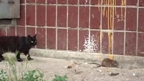 Rat and Cat funny moments 🐈😺 🐀🐁