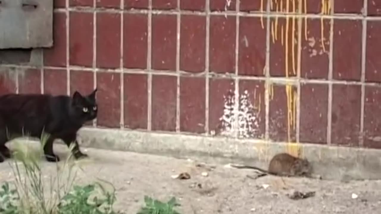 Rat and Cat funny moments 🐈😺 🐀🐁