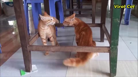 Funny cat video