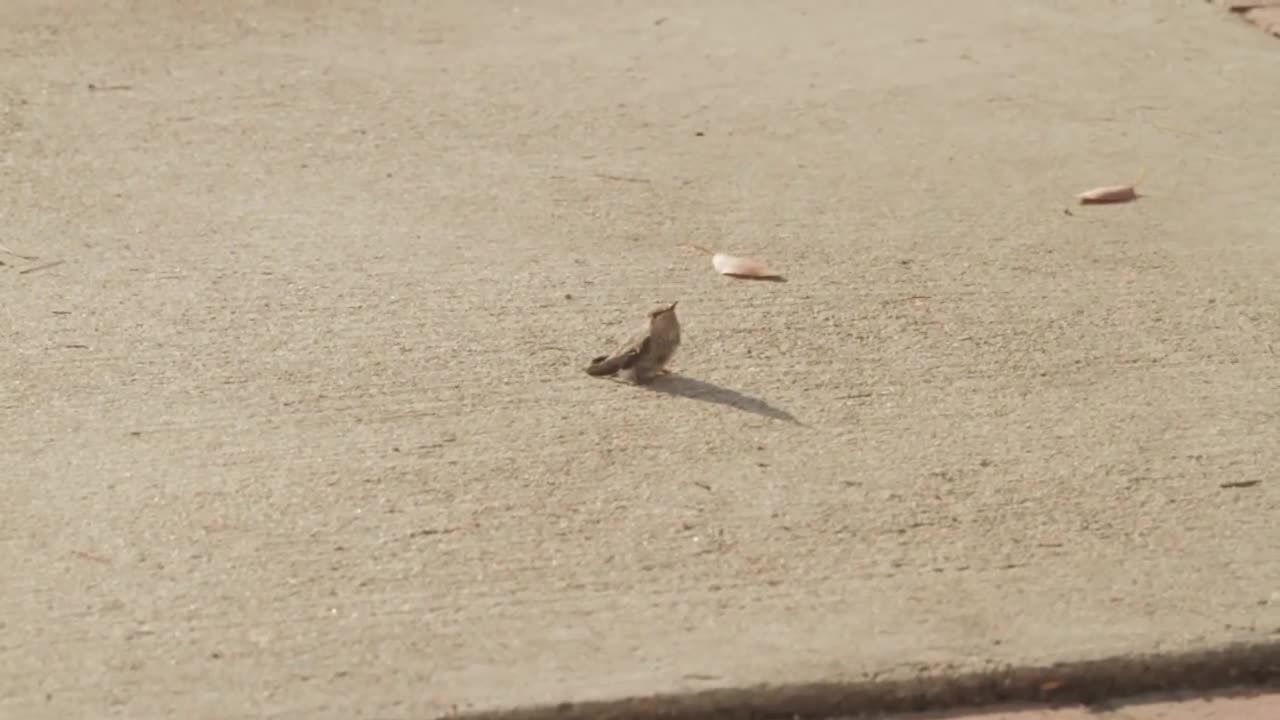 Baby Hummingbird Learning To Fly With Mom Helping And Feeding Him