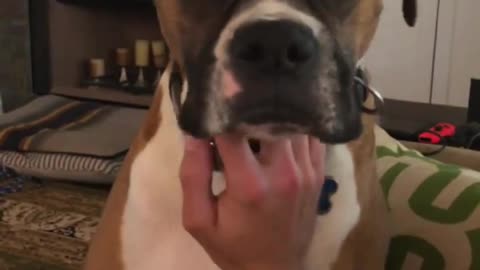 Dog: Just because I'm good-natured doesn't mean I won't bite! funny dog videos
