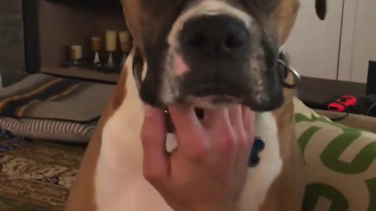 Dog: Just because I'm good-natured doesn't mean I won't bite! funny dog videos