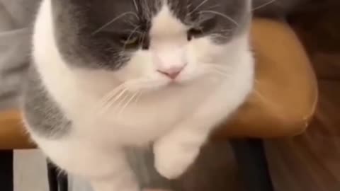 Funny video cat part 2