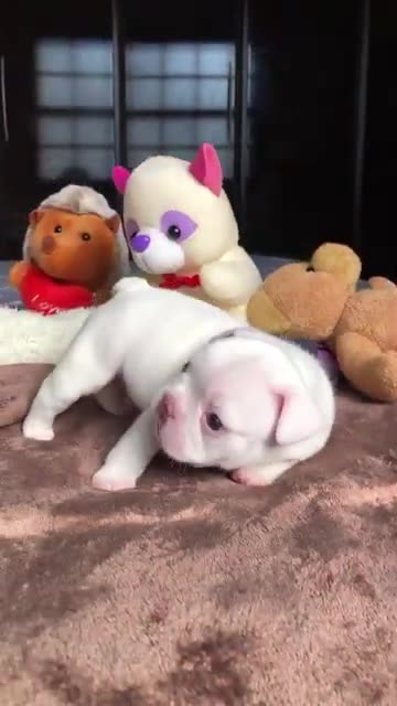 Cute puppy new puppy animal beautiful animals 😻😻