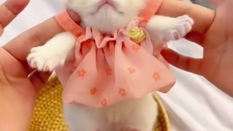 This cats is soo cute ( Amazing cute cats videos compilation )