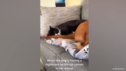 Funniest cats and dogs