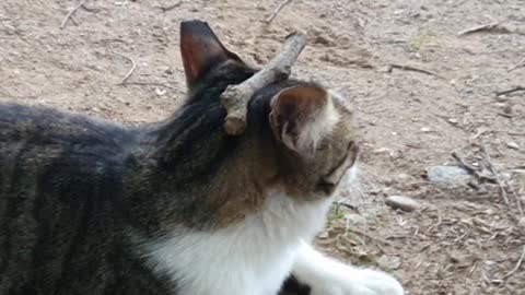 A cat with a branch on its head.