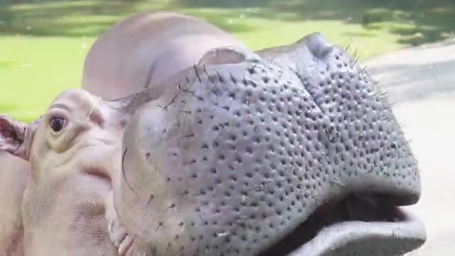 Hippo # Yawn