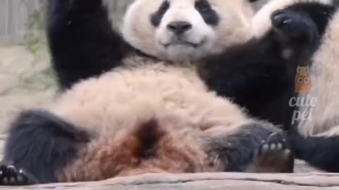 Cute Animals