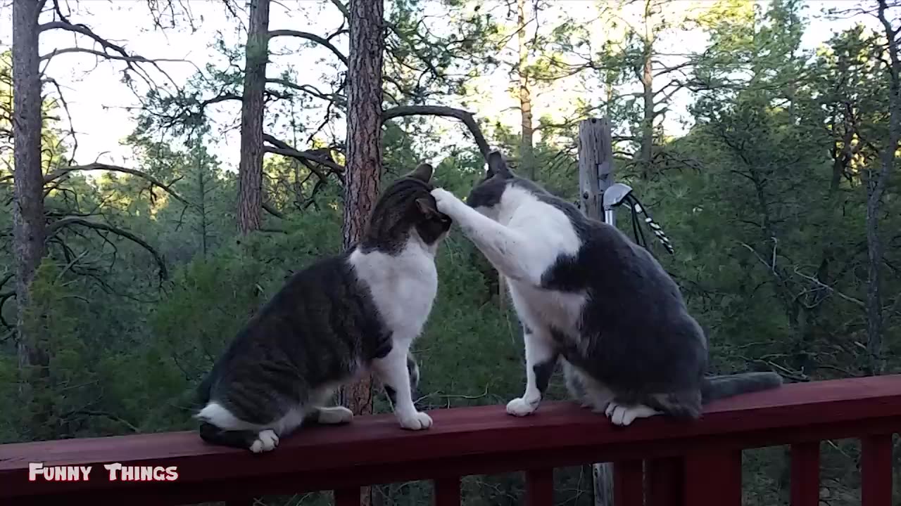 Very funny cat videos that make you laugh | Cats and Dogs | Cute Cute Cat