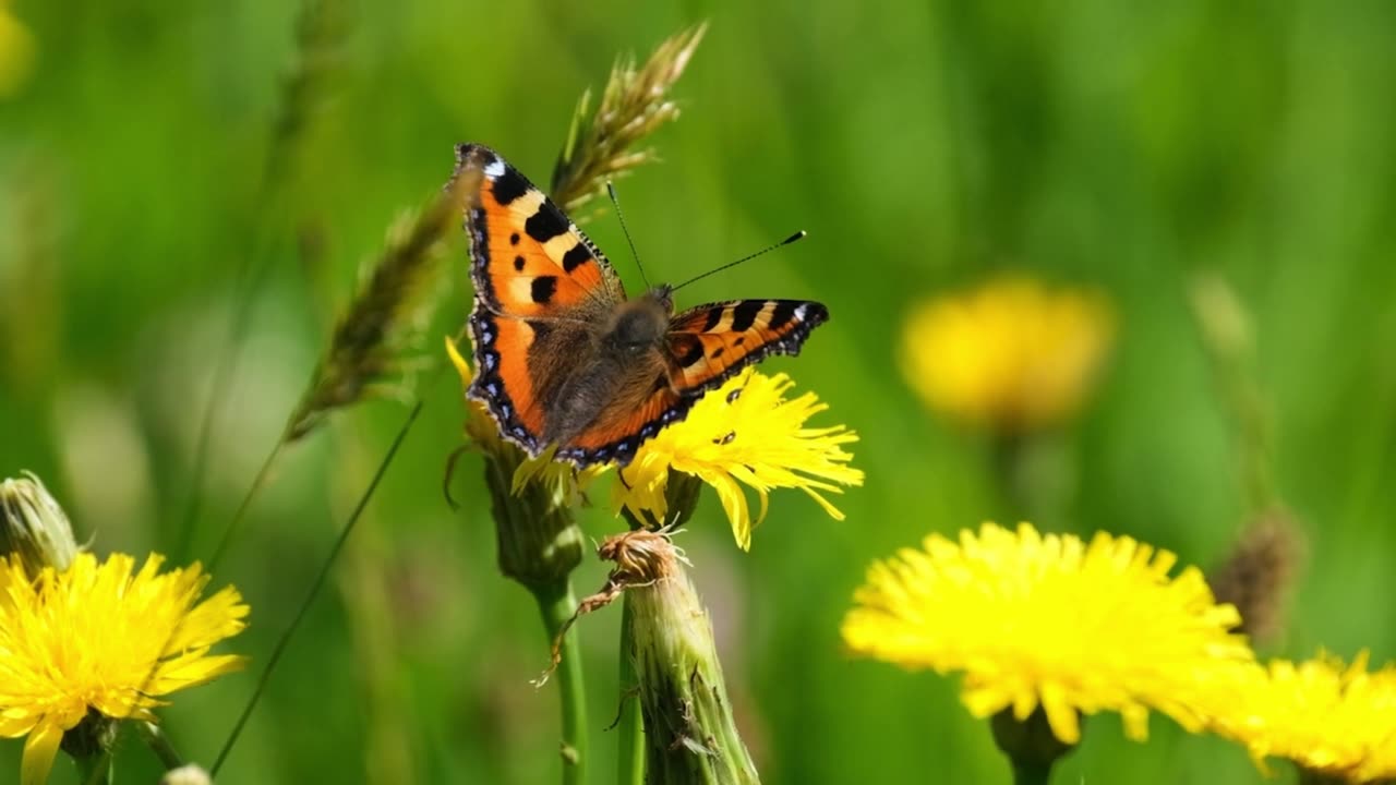 The beauty of Butterfly