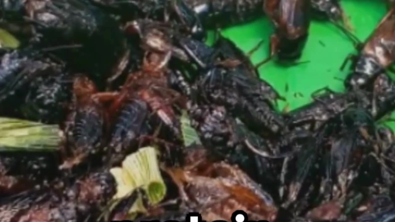 Edible Insects for Survival