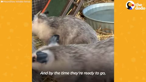 Watch These Rescue Baby Opossums Learn Table Manners | The Dodo