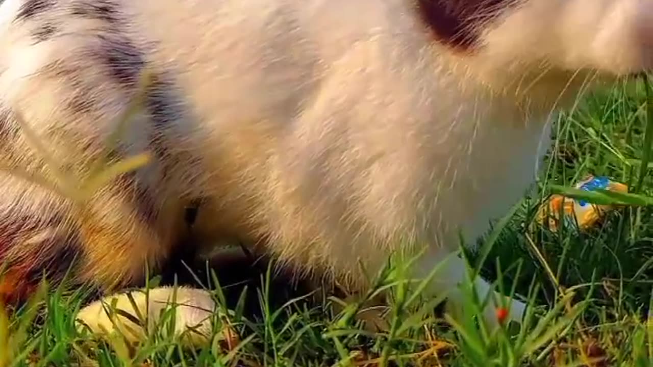 Animals 🐎🌳 love