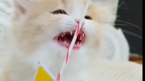 A Cute Kitten Playing With Cat Toy