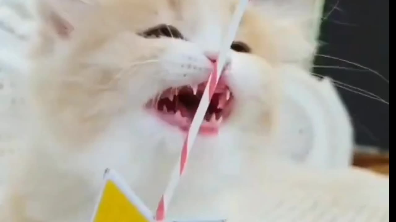 A Cute Kitten Playing With Cat Toy