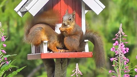 Squirrel Forest Animals Bird Sociable Cute Agile