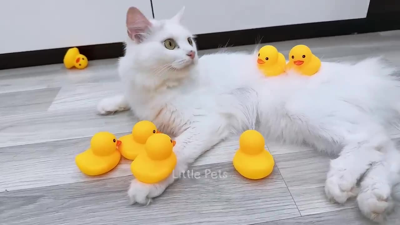 Funniest animals video