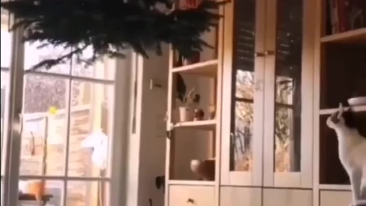 Fluffy cats