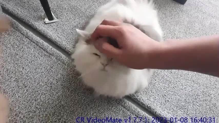I loaf here all day (cat's plan)