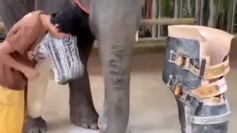 Elephant 🐘 funny animals video (2022)