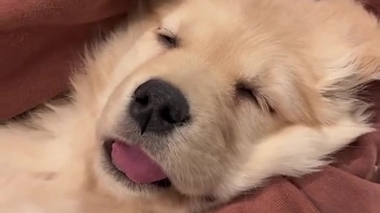 Puppy is having the best nap ☺️ #puppy #goldenretriever #dogs #dogshorts #puppyvideos #puppies