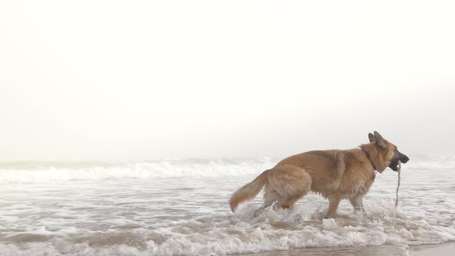 Beautiful puppies play with owner