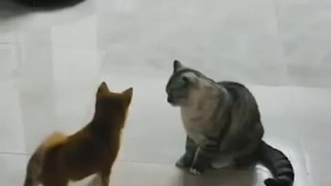 Funny Cat dog videos try not to laugh funny video