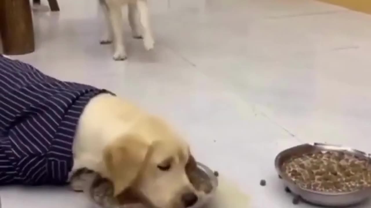 Funny dog video