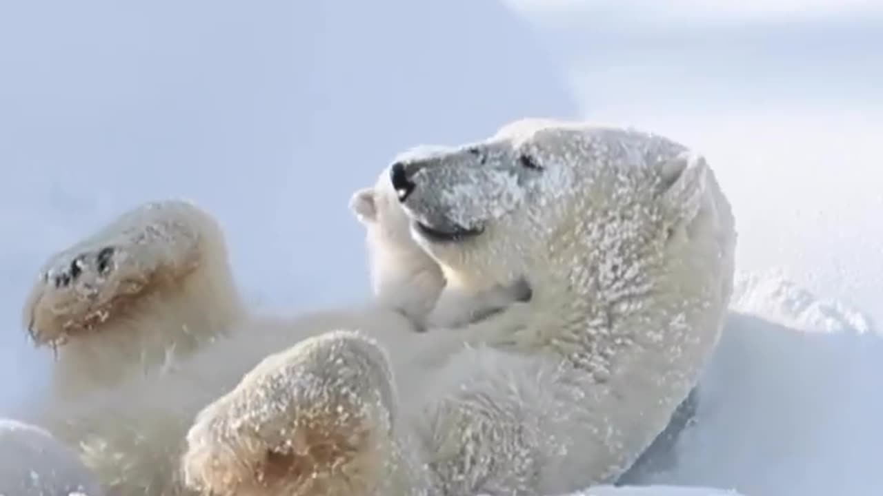 URSA LINDA COM SEU BELÍSSIMO FILHOTE.
