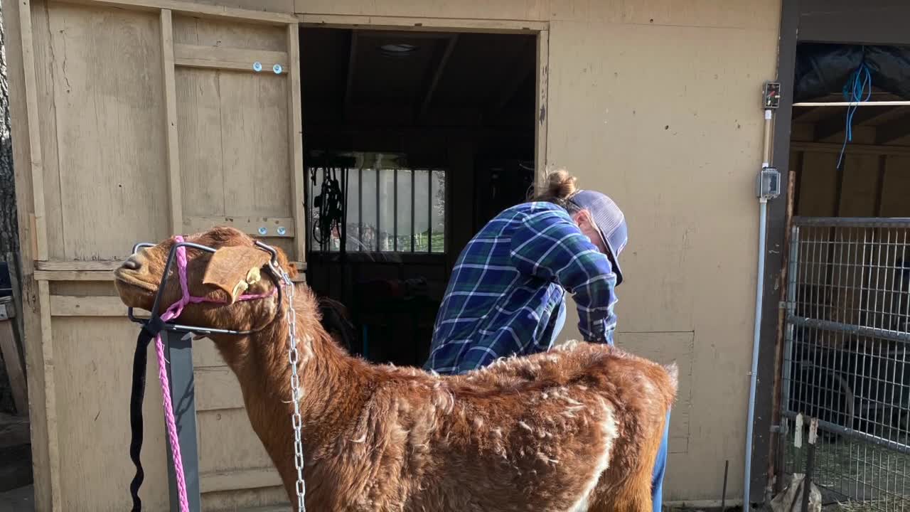 Trimming Hooves