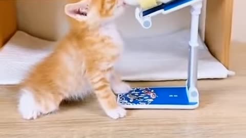 Can you drink like this cute cat