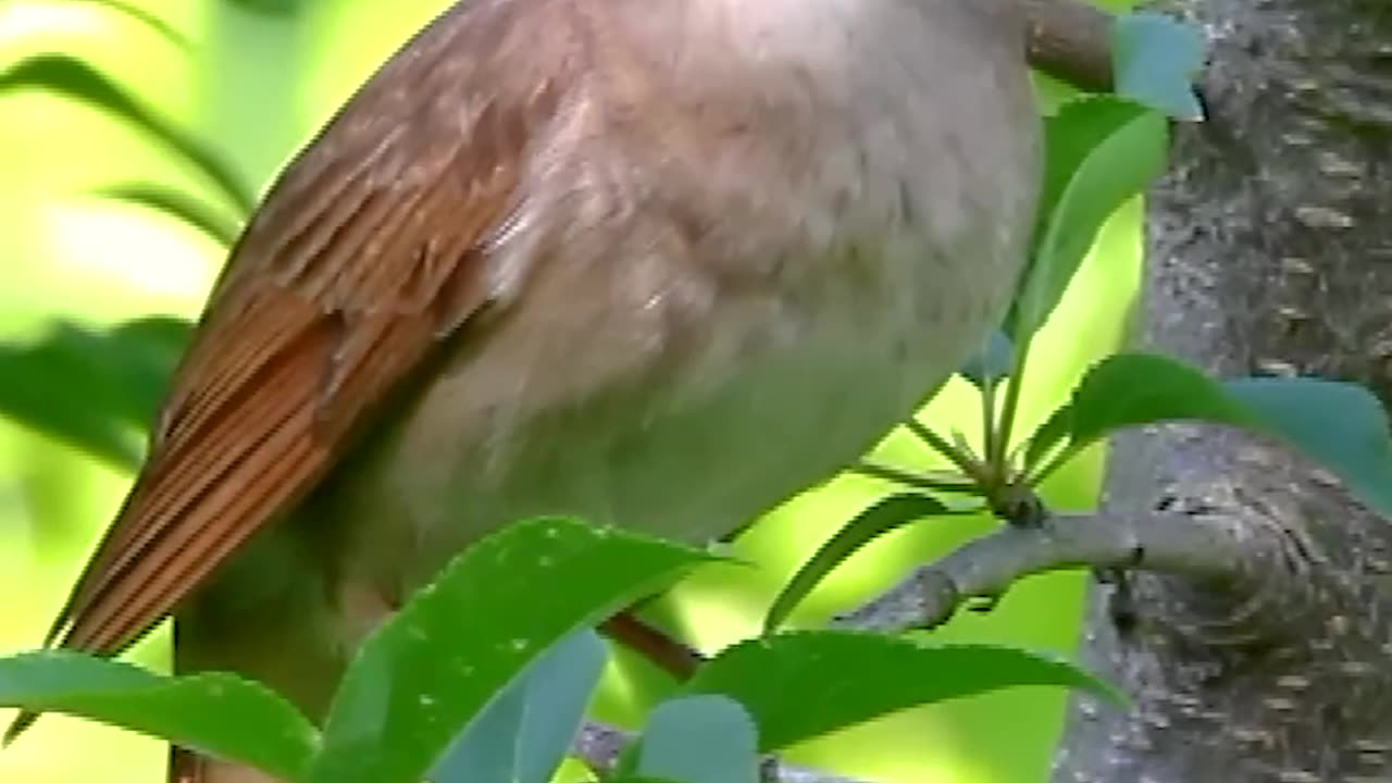 Birds Sound