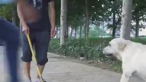 Superhero Dog! Life Saver - Must watch!