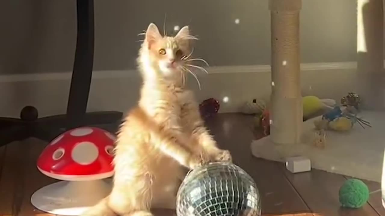 He's got disco fever 😹🪩