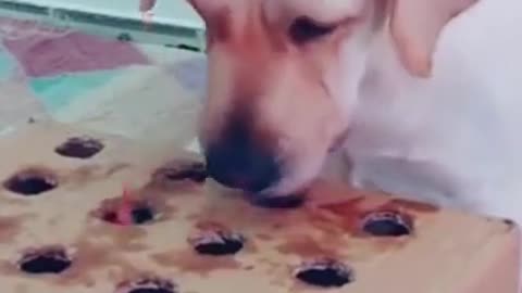 Snack-a-Mole #shorts #dog #funny