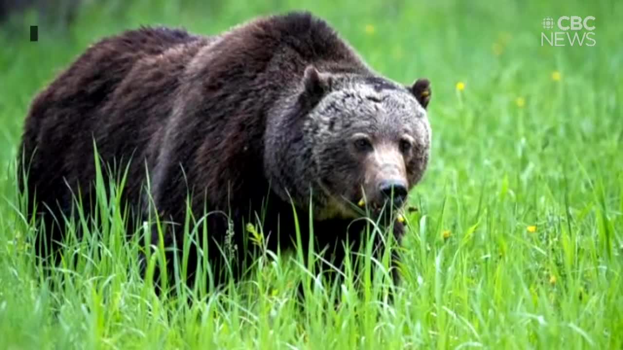 Showdown between two of Banff's biggest grizzlies