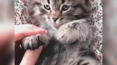 funny kittens, cute kitten, tiny kitten,funny animals