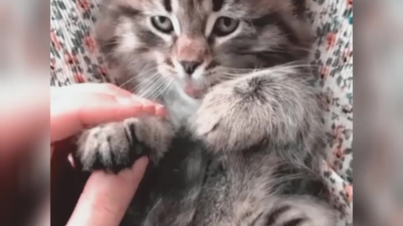 funny kittens, cute kitten, tiny kitten,funny animals