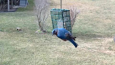 Eastern Bluebird Male