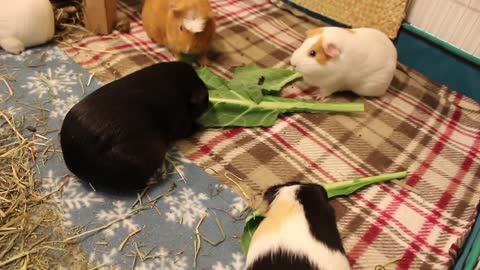 Ridiculous guinea pig fight