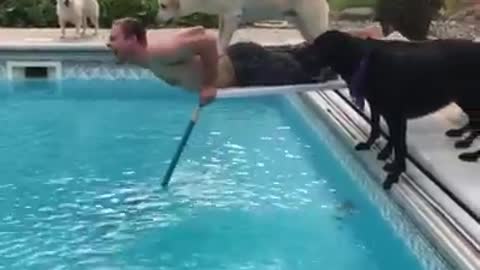 Legal cachorros