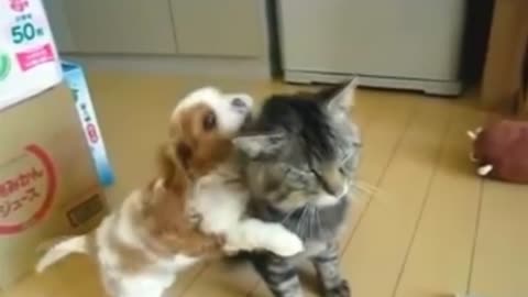 More Funny Dogs Caught on Camera! | Funniest Dogs 🐶 Compilation