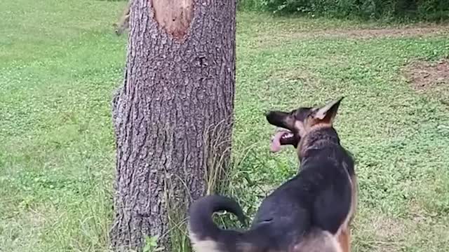 Funny dog trying to catch...